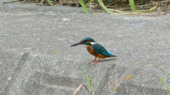 Common Kingfisher 兵庫県 Fri, 8/12/2022