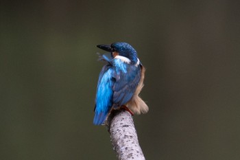 Common Kingfisher 横浜市 Fri, 8/12/2022