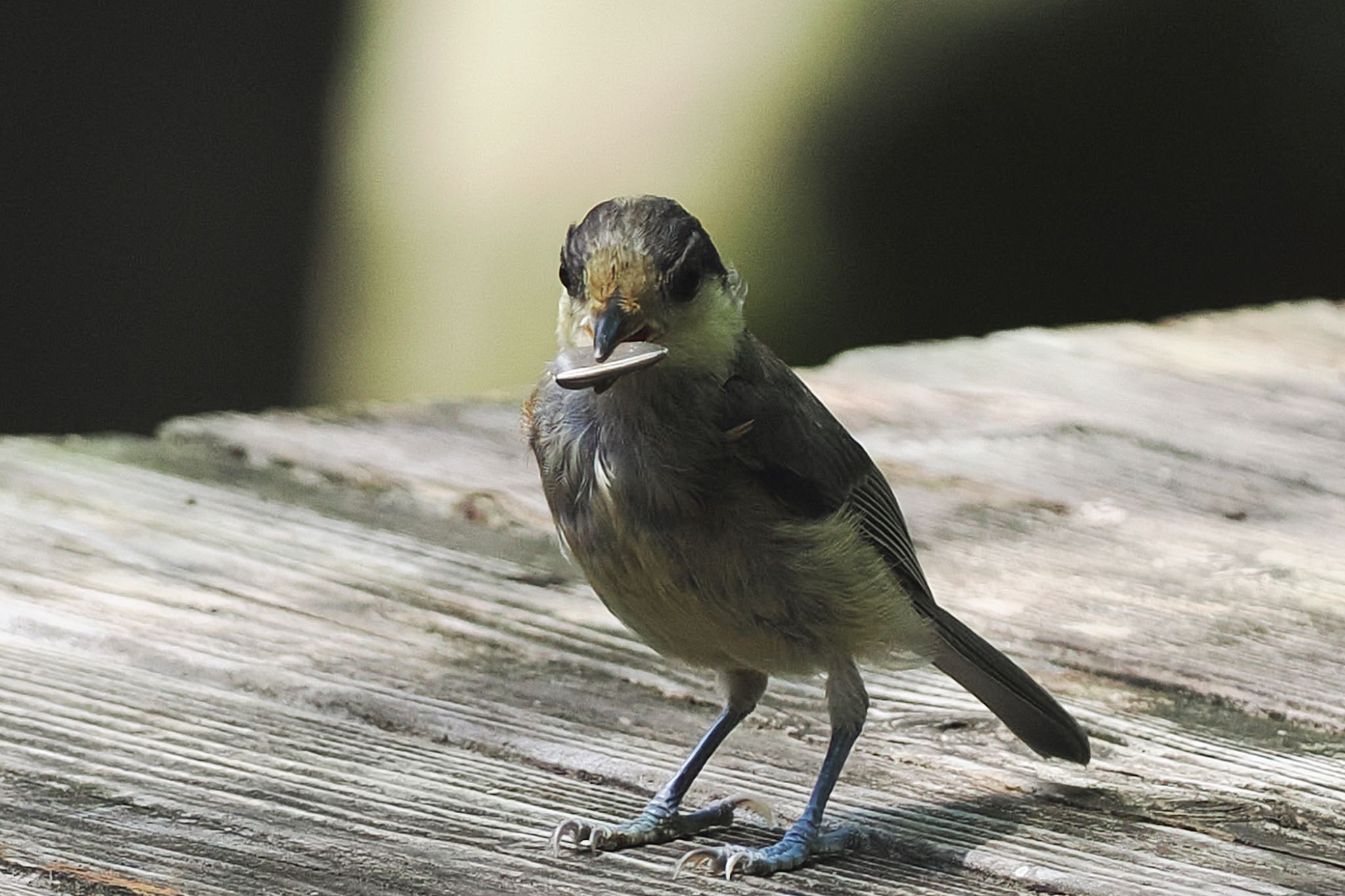 Photo of Varied Tit at 西湖野鳥の森公園 by アポちん