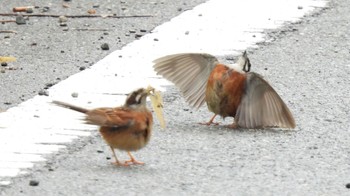 2022年8月12日(金) 山梨県の野鳥観察記録