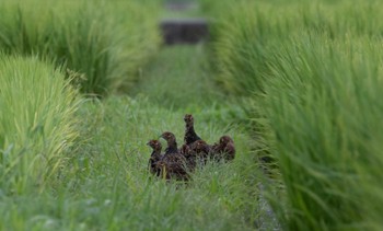 キジ 相模川自然の村公園 2022年8月12日(金)