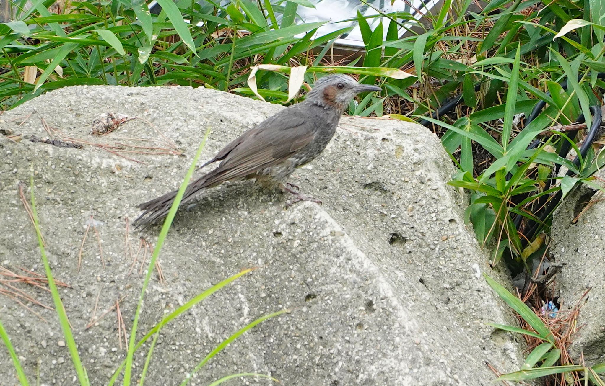 長居植物園 ヒヨドリの写真