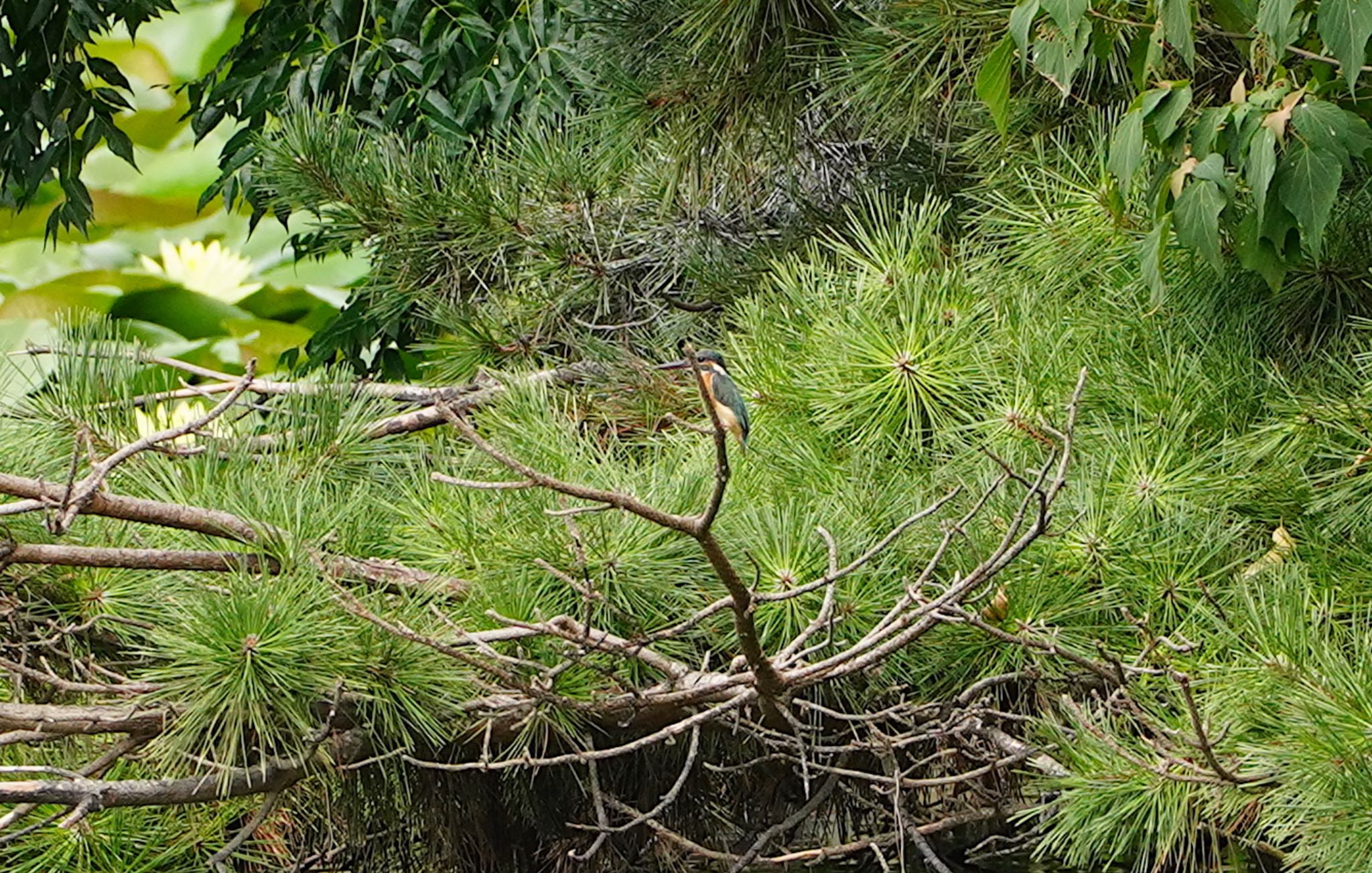 長居植物園 カワセミの写真