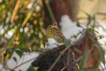 アオジ 三ツ池公園(横浜市鶴見区) 2018年1月23日(火)