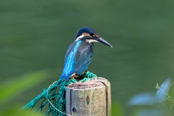 カワセミ 薬師池公園 2022年7月25日(月)