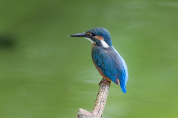 カワセミ 薬師池公園 2022年7月25日(月)