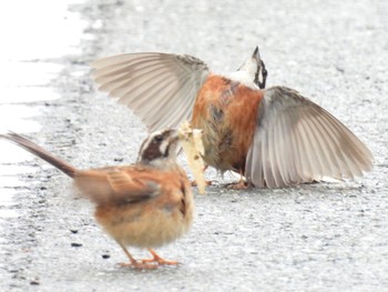 2022年8月12日(金) 山梨県の野鳥観察記録