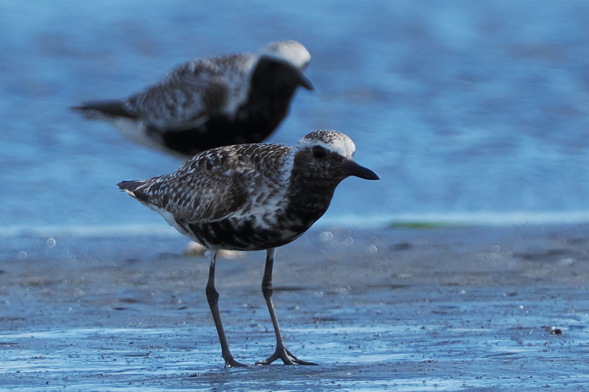 Photo of Grey Plover at Sambanze Tideland by アポちん