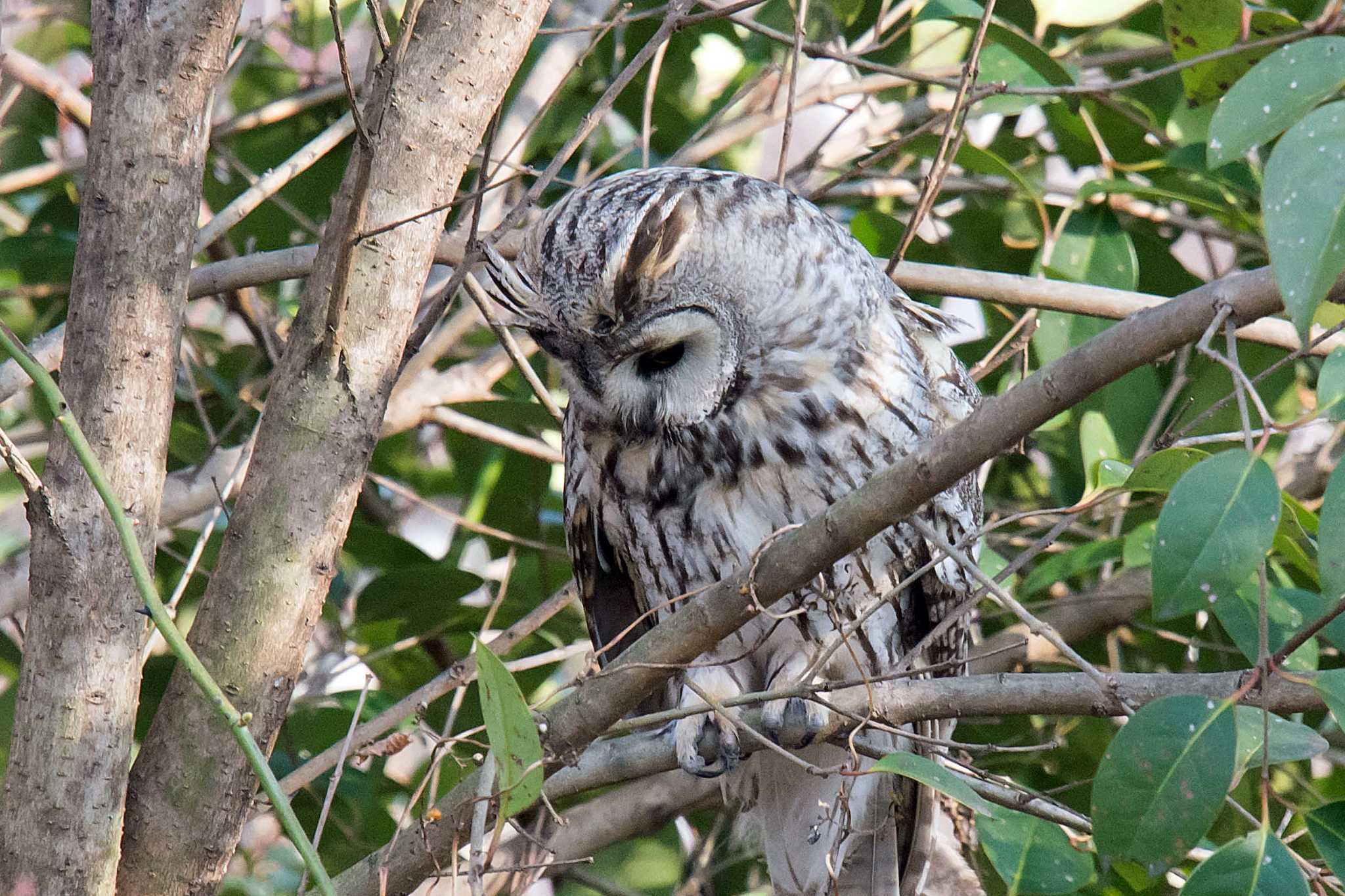 Photo of Long-eared Owl at 大阪淀川 by Tanago Gaia (ichimonji)