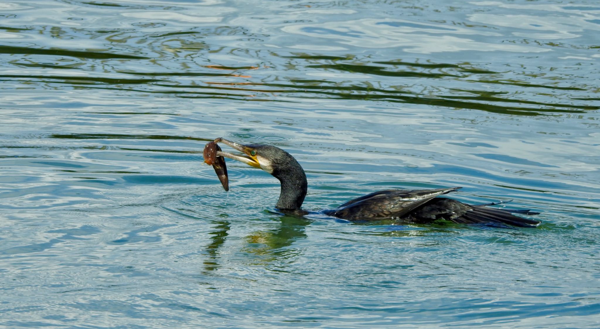 静岡県新居弁天海釣り公園 カワウの写真