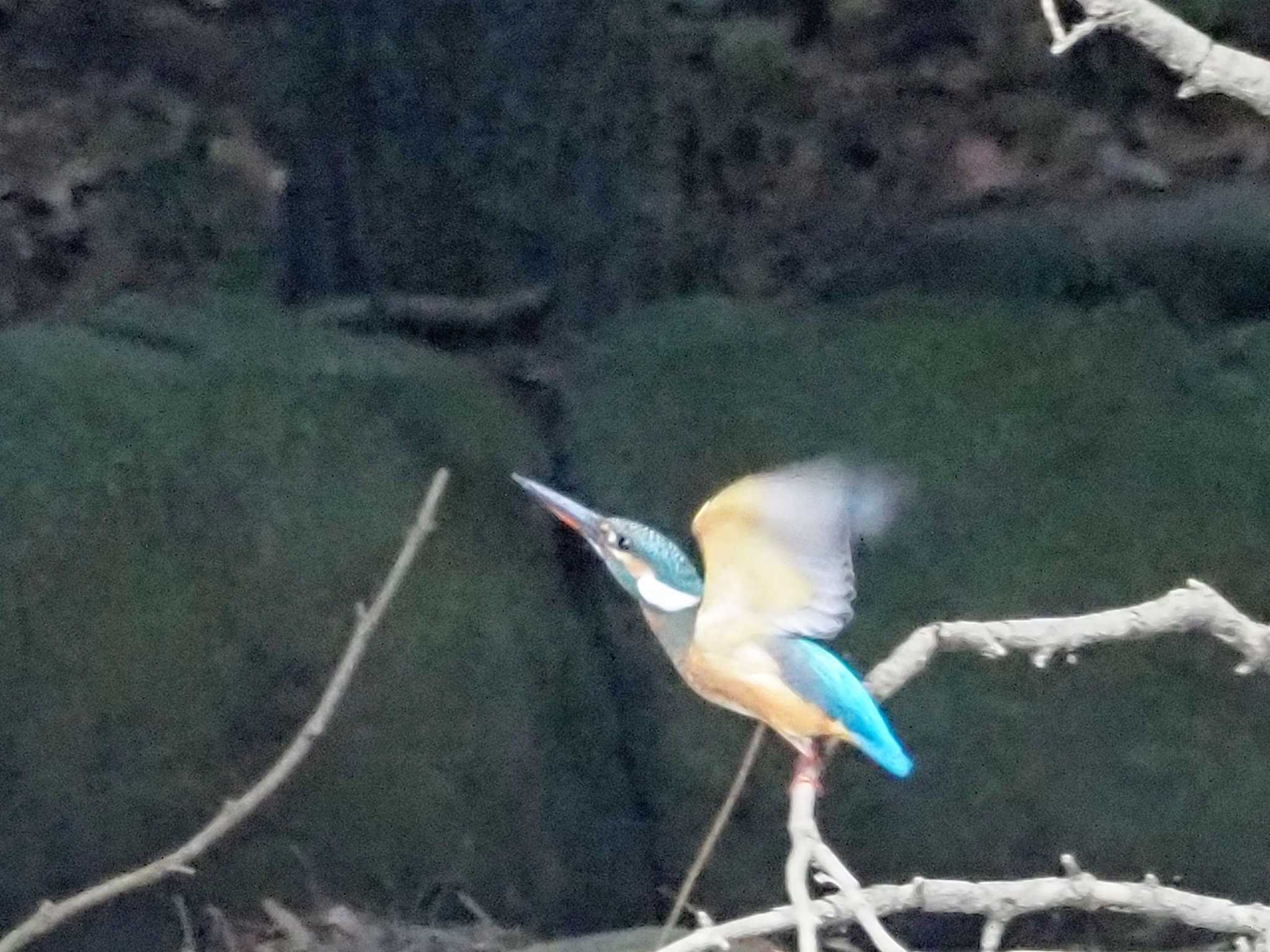 摩耶山 カワセミの写真