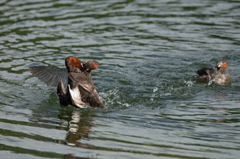 Little Grebe Unknown Spots Thu, 8/11/2022