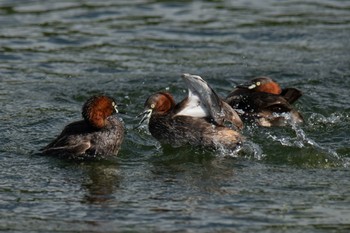 Little Grebe 東京都 Thu, 8/11/2022