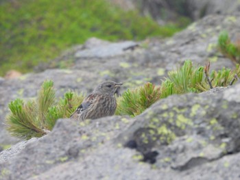 2022年8月11日(木) 白山(石川県)の野鳥観察記録