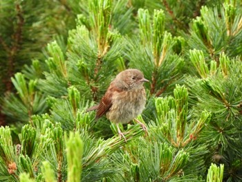 2022年8月12日(金) 白山(石川県)の野鳥観察記録