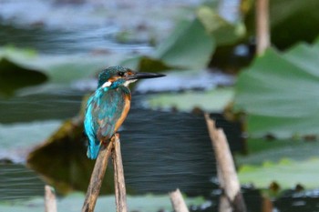 Common Kingfisher 富士吉田市 Thu, 8/11/2022