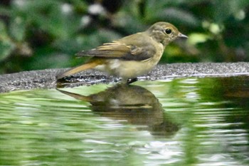 Narcissus Flycatcher 権現山(弘法山公園) Fri, 8/12/2022