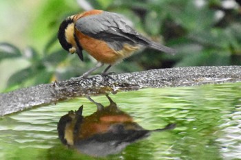 Varied Tit 権現山(弘法山公園) Fri, 8/12/2022