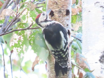 2022年8月12日(金) 真駒内公園の野鳥観察記録