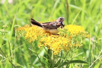 2022年8月11日(木) 霧ヶ峰高原の野鳥観察記録