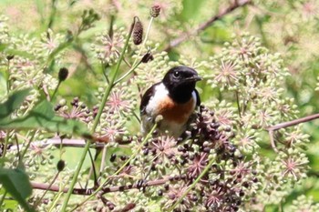 2022年8月11日(木) 八島湿原(八島ヶ原湿原)の野鳥観察記録