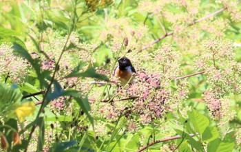 Amur Stonechat 八島湿原(八島ヶ原湿原) Thu, 8/11/2022