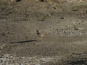 Little Ringed Plover 広瀬川(大橋付近) 宮城県仙台市青葉区 Sun, 7/3/2022