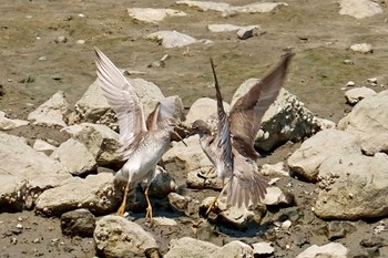 キアシシギ 東京港野鳥公園 2022年8月9日(火)