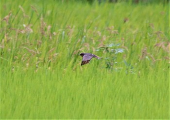 ツバメ 東浦町,愛知県 2022年8月12日(金)