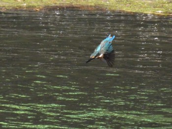 カワセミ 見沼たんぼ 2022年8月12日(金)