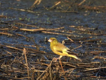 Grey-capped Greenfinch Minuma Rice Field Fri, 8/12/2022