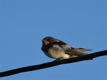 Barn Swallow Minuma Rice Field Fri, 8/12/2022