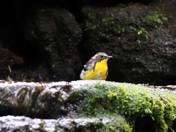 キビタキ 大洞の水場 2022年8月7日(日)