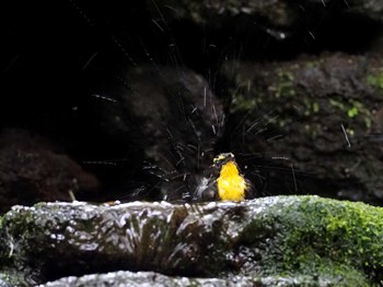 キビタキ 大洞の水場 2022年8月7日(日)