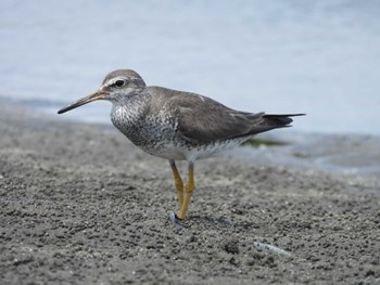 キアシシギ 船橋三番瀬公園 2022年8月12日(金)