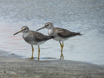 キアシシギ 船橋三番瀬公園 2022年8月12日(金)