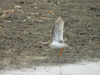 2022年8月12日(金) 船橋三番瀬公園の野鳥観察記録