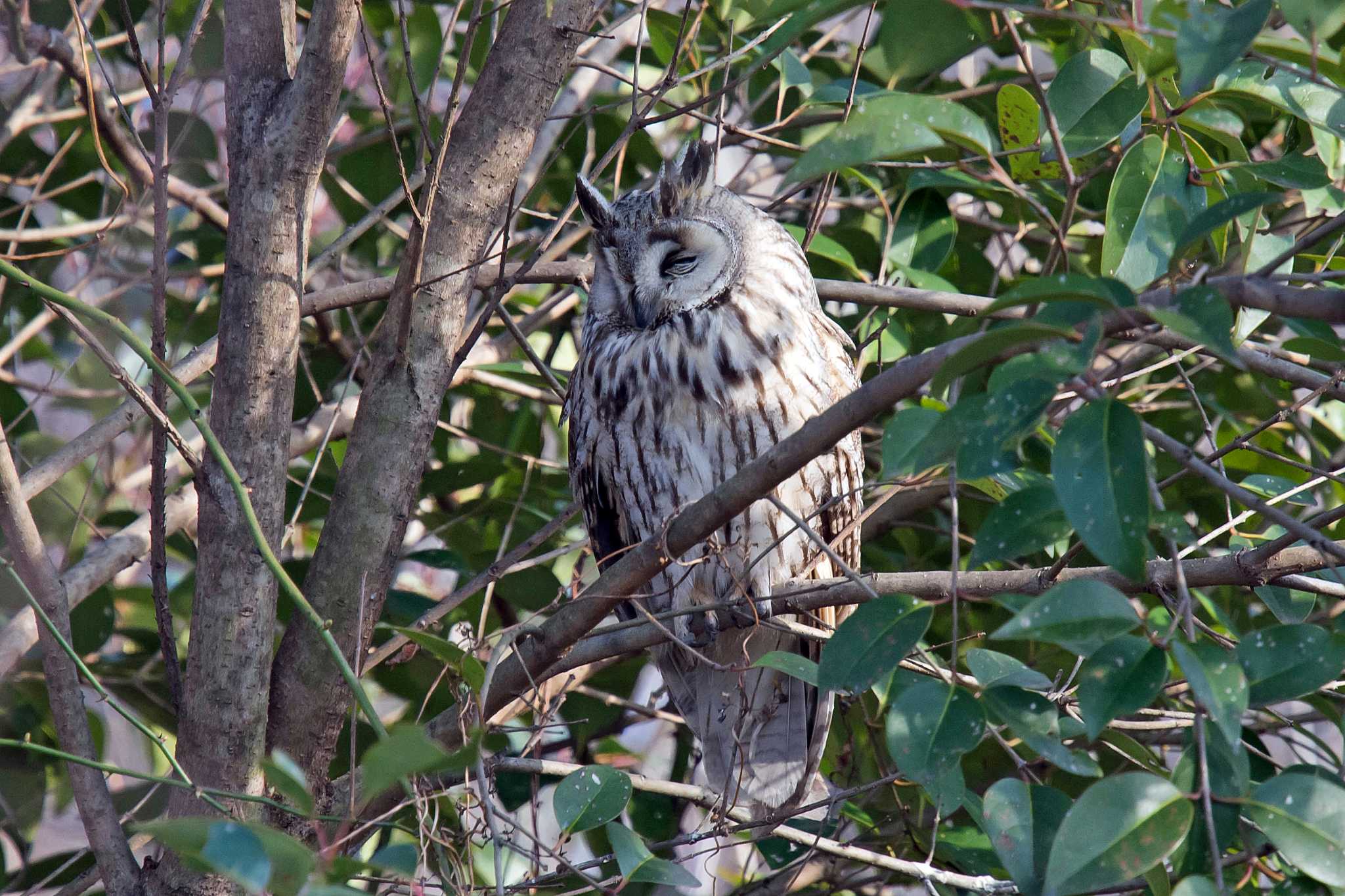 Photo of Long-eared Owl at 大阪淀川 by Tanago Gaia (ichimonji)