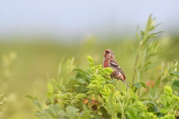 Siberian Long-tailed Rosefinch 北海道 Sun, 7/31/2022