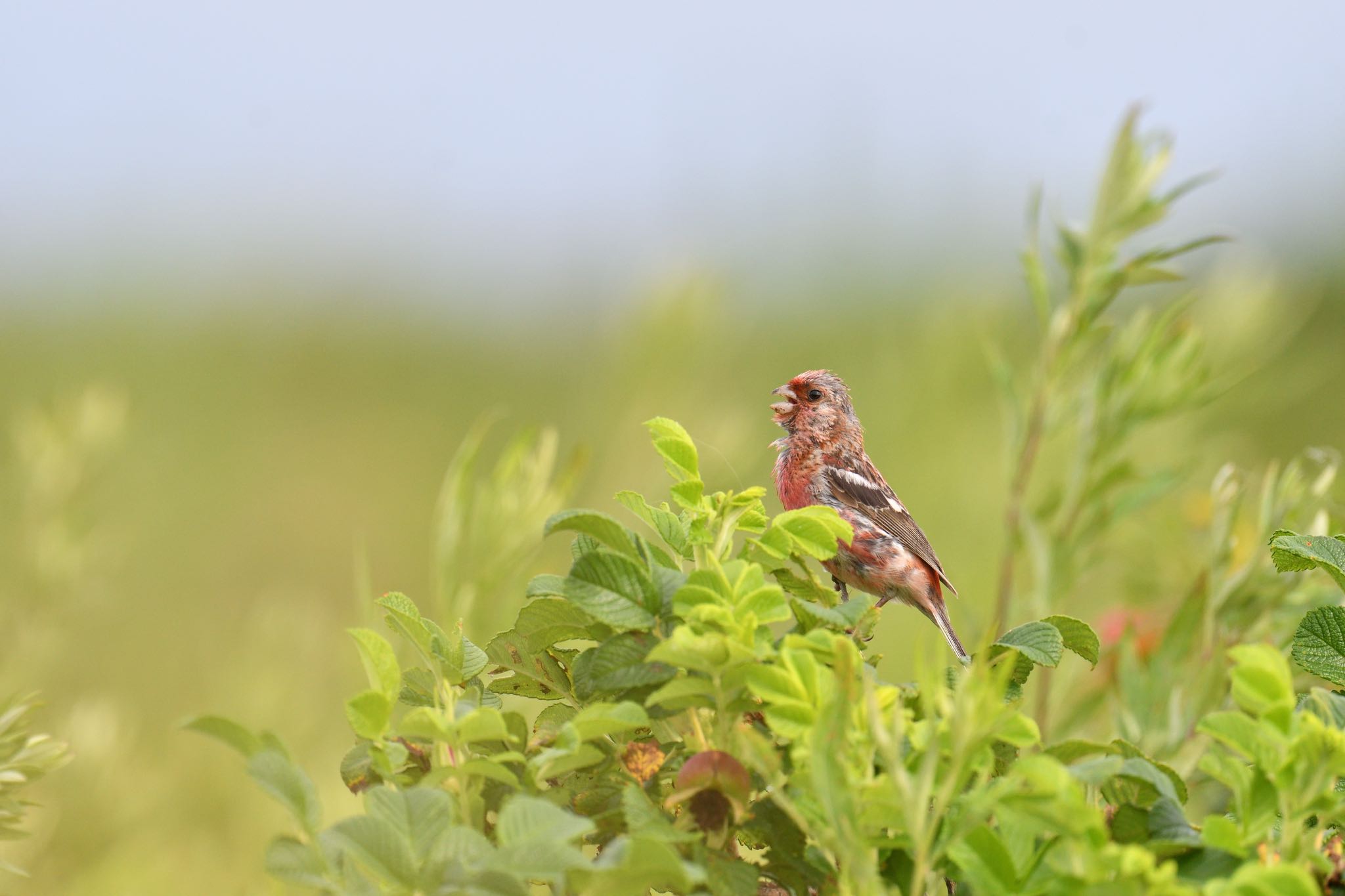 Photo of Siberian Long-tailed Rosefinch at 北海道 by あん子