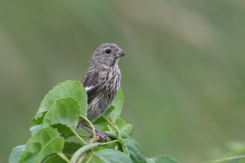 Siberian Long-tailed Rosefinch 北海道 Sun, 7/31/2022