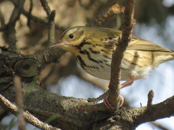 Olive-backed Pipit 和歌山市 Unknown Date