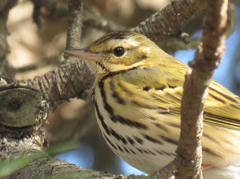 Olive-backed Pipit 和歌山市 Unknown Date