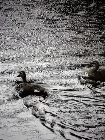 Eastern Spot-billed Duck 妙正寺川 Sat, 8/13/2022