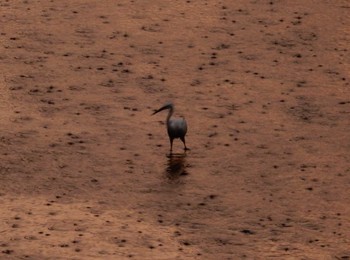 Little Egret 妙正寺川 Sat, 8/13/2022