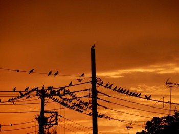 2022年8月13日(土) 妙正寺川の野鳥観察記録