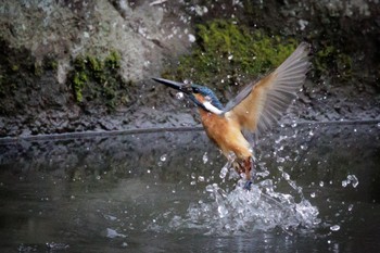 Common Kingfisher 横浜市 Sat, 8/6/2022