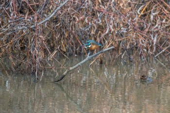 Common Kingfisher Akashi Park Thu, 1/11/2018
