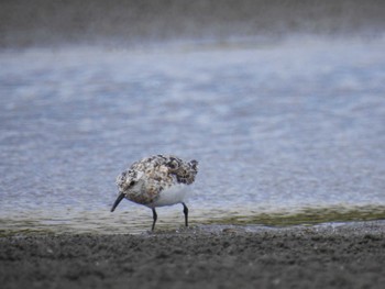 ミユビシギ ふなばし三番瀬海浜公園 2022年8月12日(金)