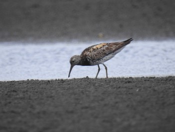 オバシギ ふなばし三番瀬海浜公園 2022年8月12日(金)